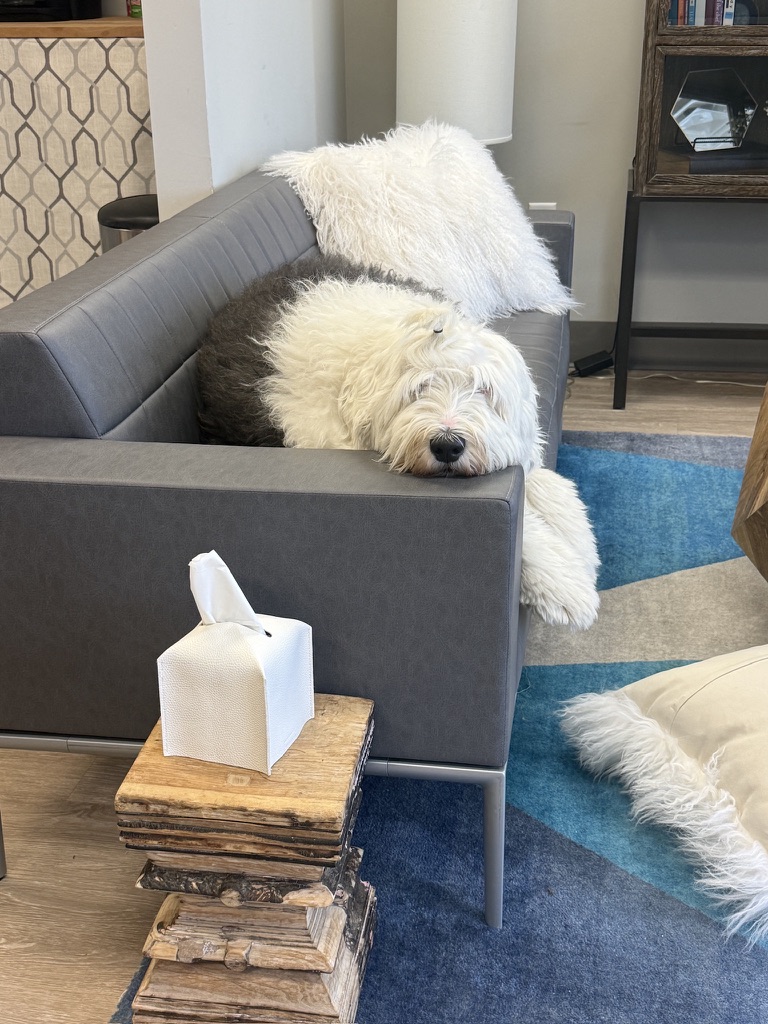 Wilma the therapy dog relaxing at Music City Ketamine clinic