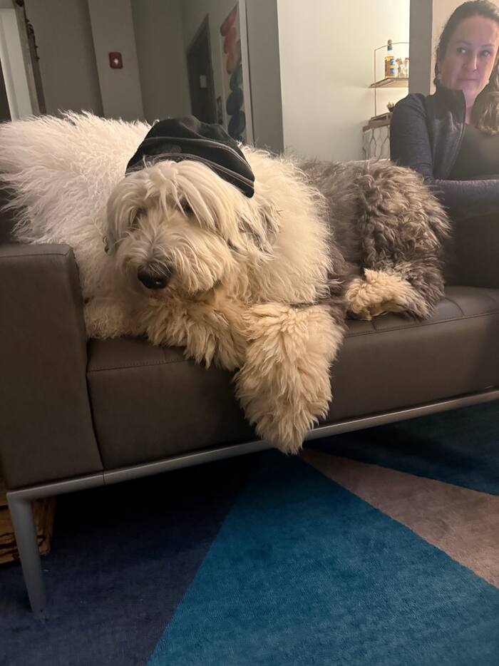 Walter White Old English Sheepdog therapy dog at Music City Ketamine